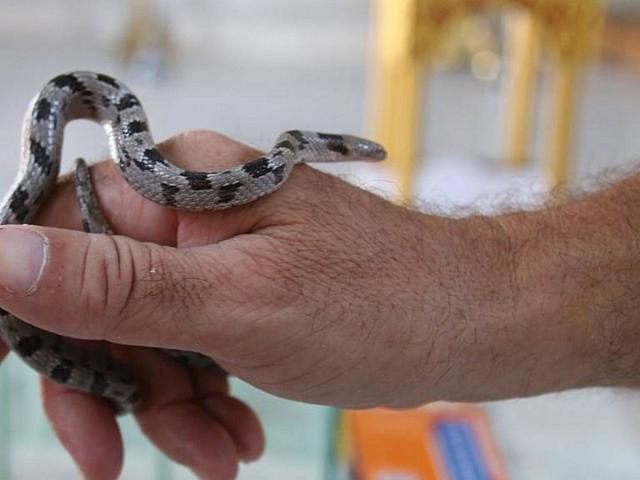 φιδακια παναγιας