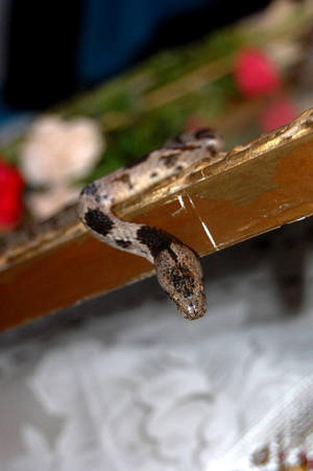 φιδάκια κεφαλονιά δεκαπενταύγουστος