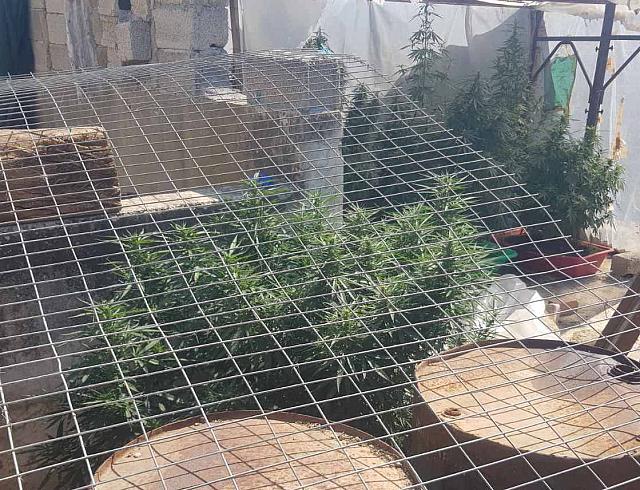Κρήτη: Καλλιεργούσε τα ναρκωτικά στο σπίτι του