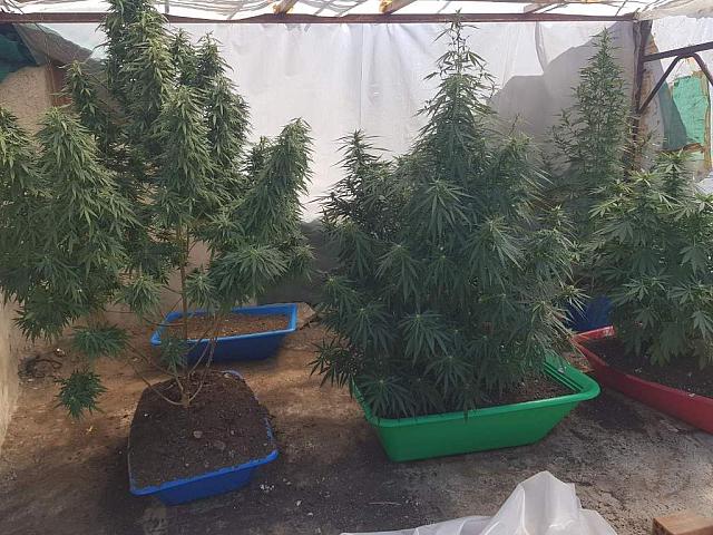 Κρήτη: Καλλιεργούσε τα ναρκωτικά στο σπίτι του