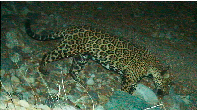 τζάγκουαρ μεξικό