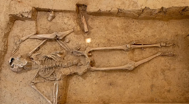 βατερλό οστά