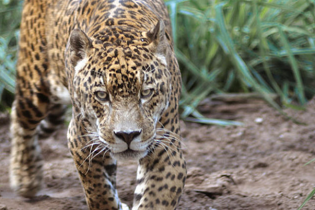 τζάγκουαρ μεξικό