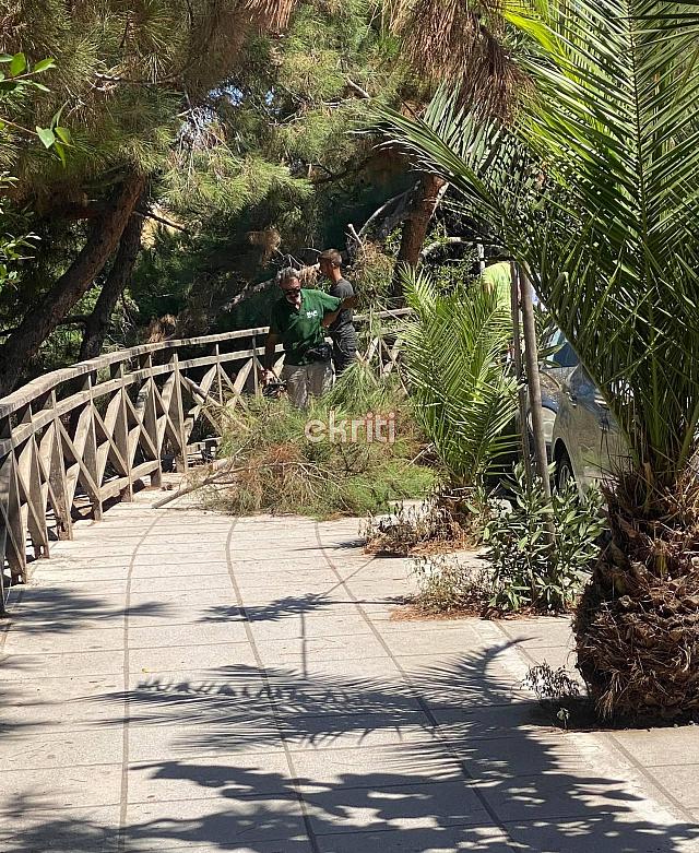 δέντρα χαριλάου τρικούπη