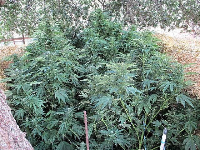 χασίς - Ζωνιανά