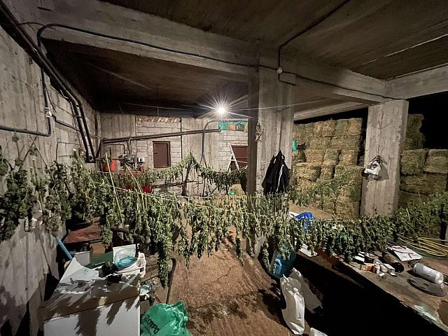 χασίς - Ζωνιανά