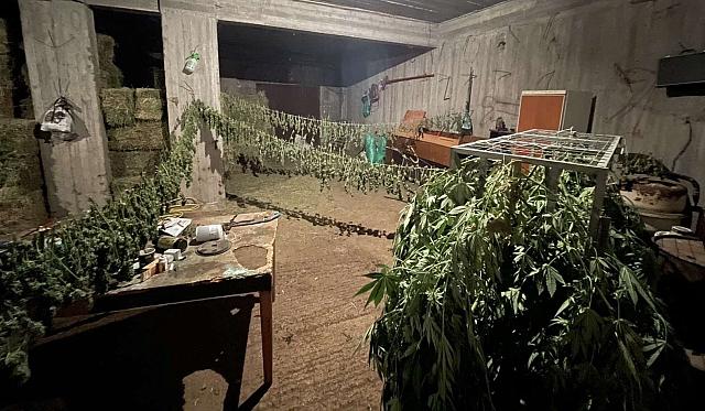 χασίς - Ζωνιανά