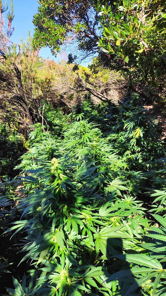 χασισοφυτεία χανιά