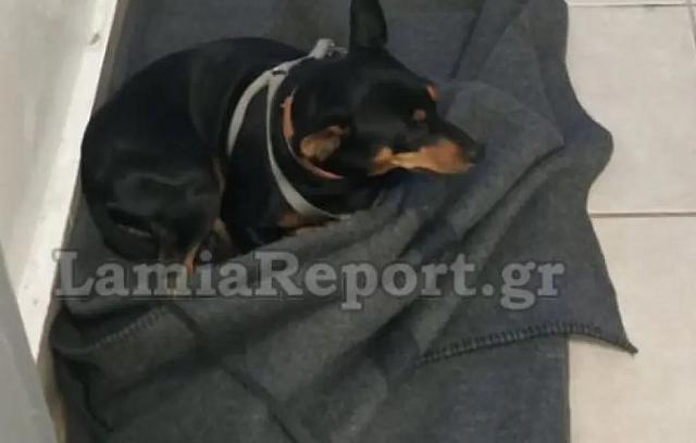 σκυλακι - τμημα