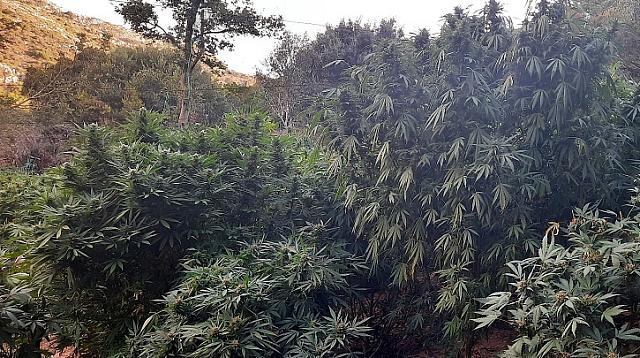 Χασισοφυτεία