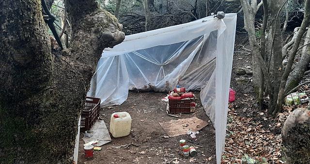 Χασισοφυτεία