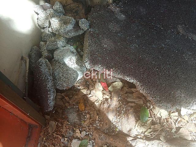 Ηράκλειο: Το δέντρο κρέμεται πάνω από τα κεφάλια μαθητών