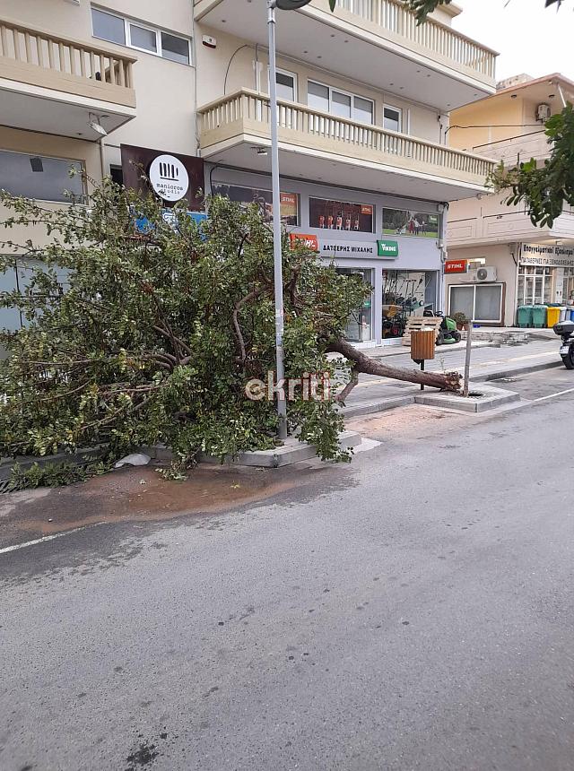 δέντρο αλικαρνασσός