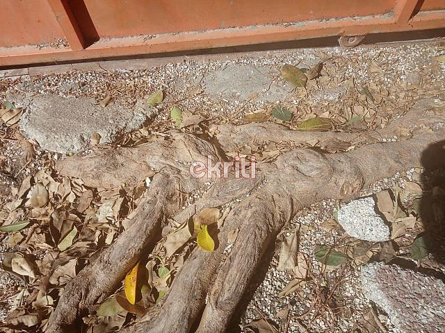 Ηράκλειο: Το δέντρο κρέμεται πάνω από τα κεφάλια μαθητών