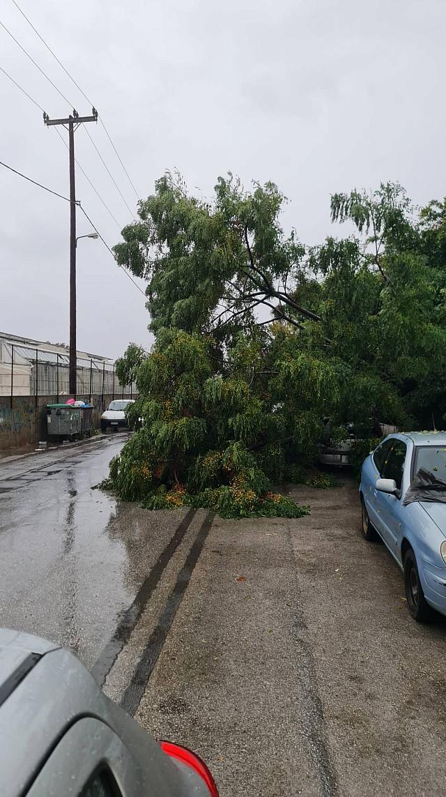 κατσαμπάς δέντρο