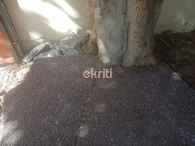 Ηράκλειο: Το δέντρο κρέμεται πάνω από τα κεφάλια μαθητών