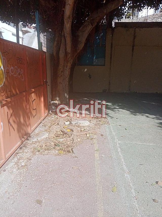 Ηράκλειο: Το δέντρο κρέμεται πάνω από τα κεφάλια μαθητών