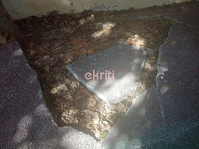 Ηράκλειο: Το δέντρο κρέμεται πάνω από τα κεφάλια μαθητών