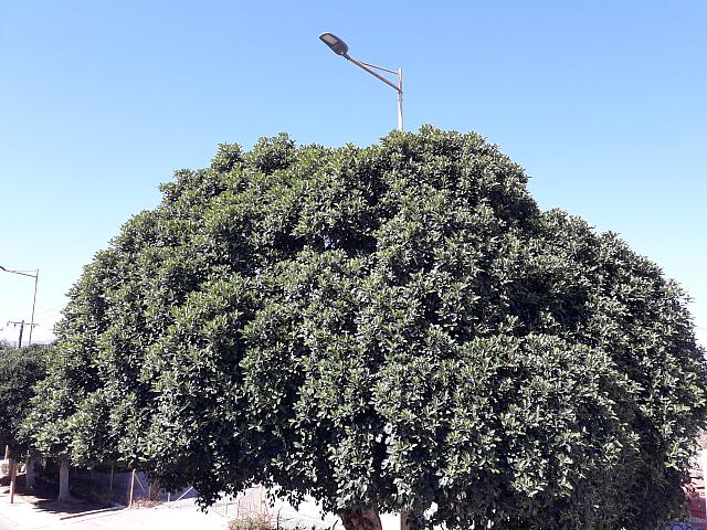 Ένας φίκος στέκει αγέρωχος ...κάτω από λάμπα φωτισμού...