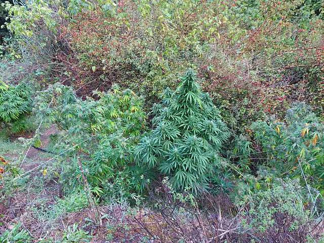 Ξεπάτωσαν ...εγκληματική οργάνωση που καλλιεργούσε χασίς