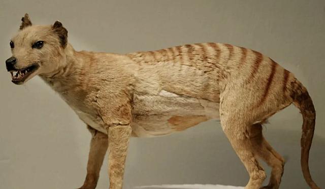 τίγρη της Τασμανίας