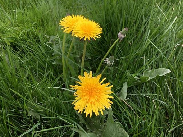 Πικραλίδα ή ταραξάκο