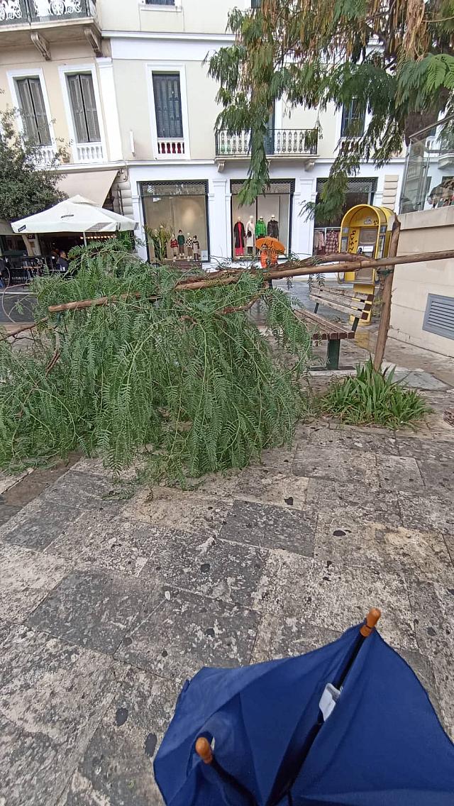 πτωση δεντρου