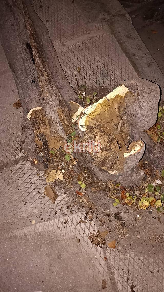 πτωση δεντρου