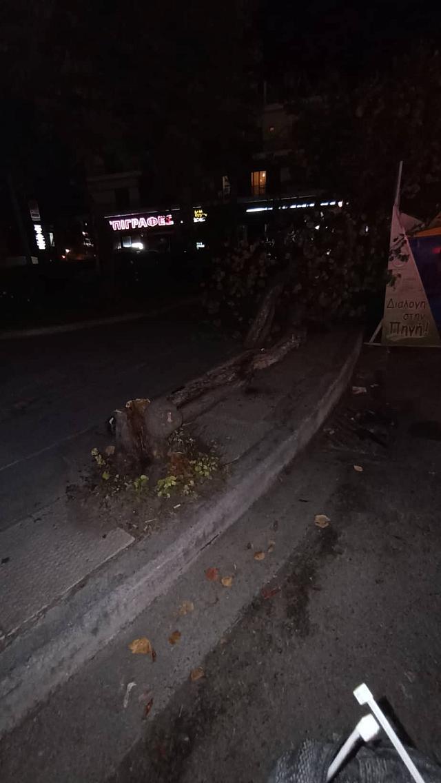 πτωση δεντρου