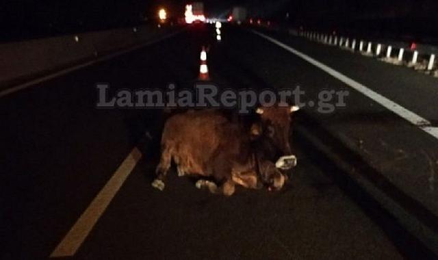 τροχαιο στην&nbsp;εθνική οδό&nbsp;Λαμίας