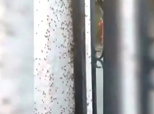 σκαθάρια σε χωριό