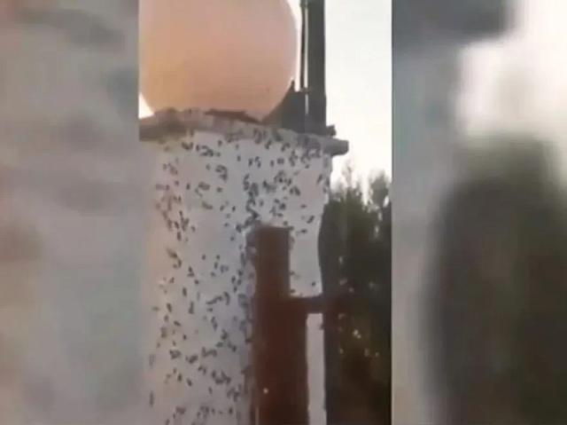 σκαθάρια σε χωριό