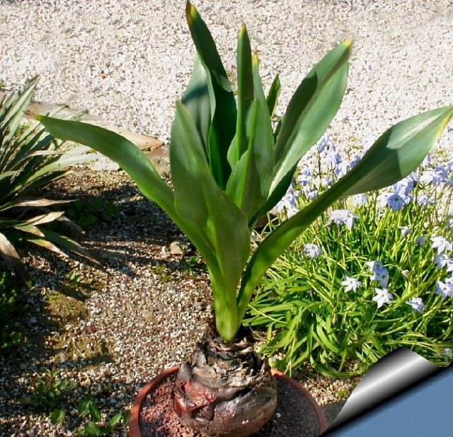 ασκελετούρα