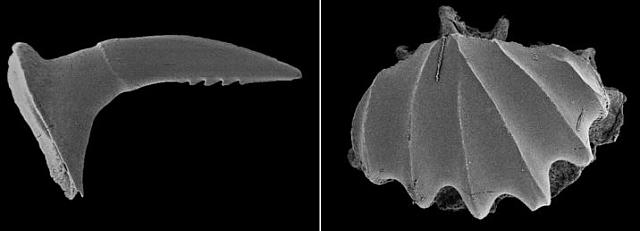 πριονοκαρχαριες