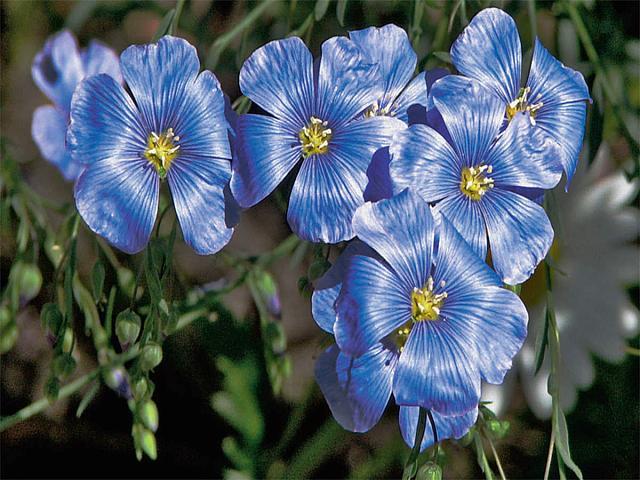 λινάρι λιναροσπορος