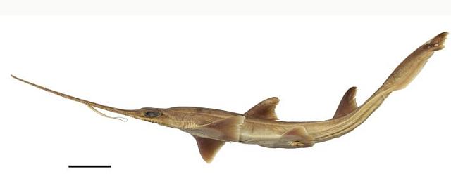 πριονοκαρχαριες