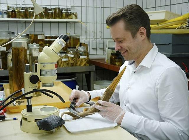 πριονοκαρχαριες