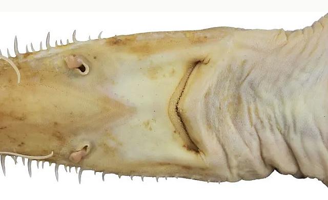 πριονοκαρχαριες