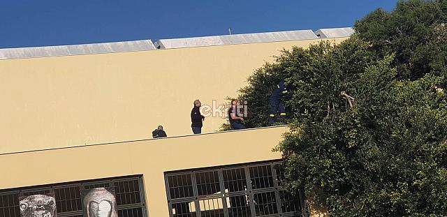 μουσείο δέντρο