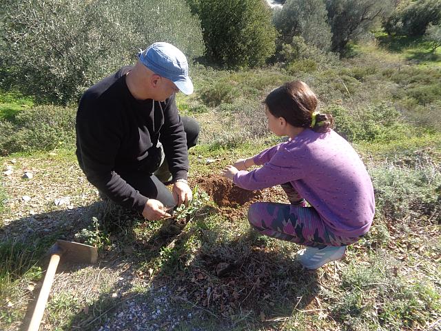 αστυρακι δενδροφυτευση