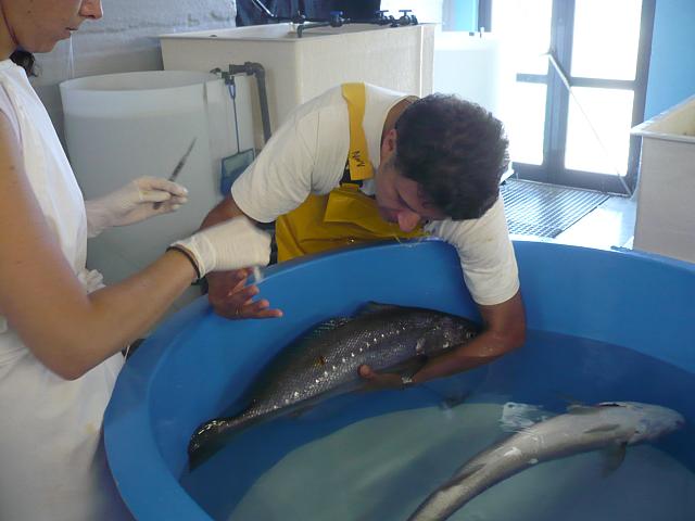 ΕΛΚΕΘΕ: Η βελτίωση της υδατοκαλλιέργειας περνάει μέσα από την ...ευζωία των ψαριών