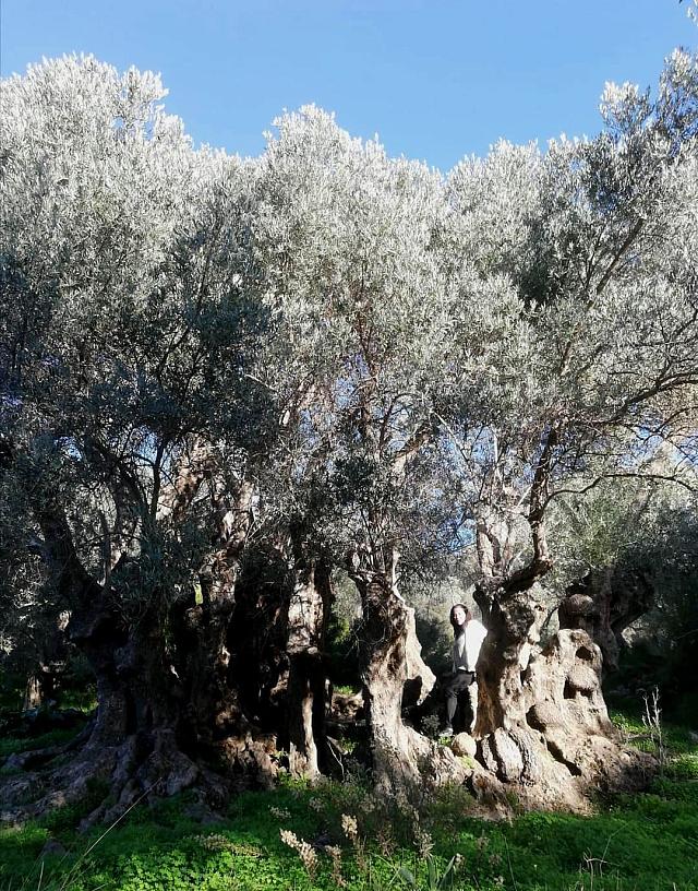 Αρχαία ελαιόδεντρα