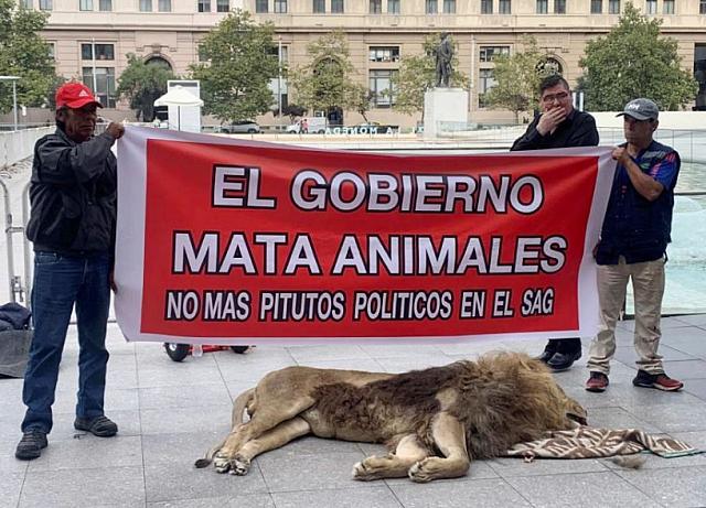 χιλή λιοντάρι