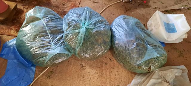 Σάρωσαν εγκληματική ομάδα που καλλιεργούσε χασίς