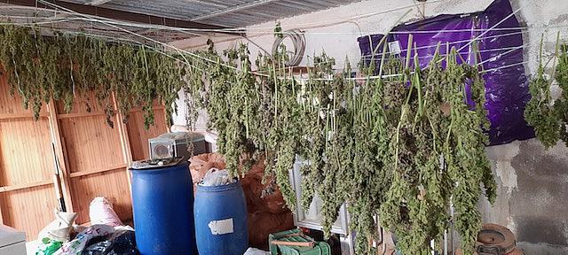 Σάρωσαν εγκληματική ομάδα που καλλιεργούσε χασίς