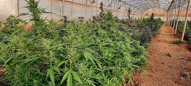 Σάρωσαν εγκληματική ομάδα που καλλιεργούσε χασίς