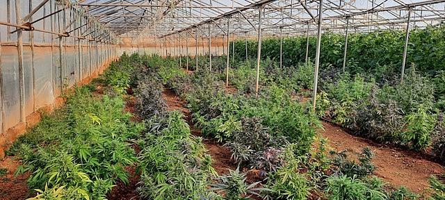 Σάρωσαν εγκληματική ομάδα που καλλιεργούσε χασίς