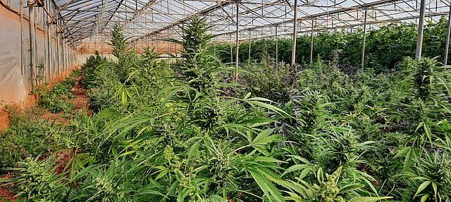 Σάρωσαν εγκληματική ομάδα που καλλιεργούσε χασίς