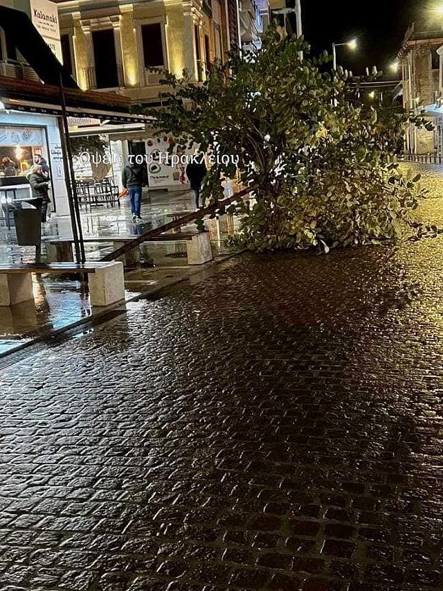 δέντρο λιοντάρια