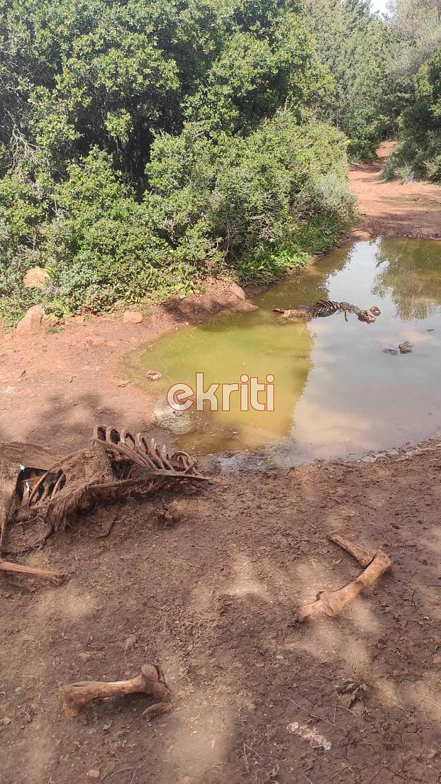 Πετούν τα νεκρά άλογα στο Γιούχτα